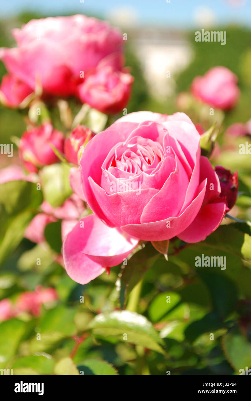 Full bleed hires stock photography and images Alamy