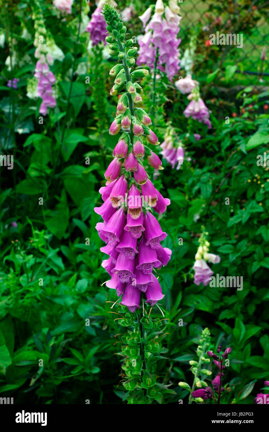 FOXGLOVE POISON FLOWER AND STEM Stock Photo - Alamy