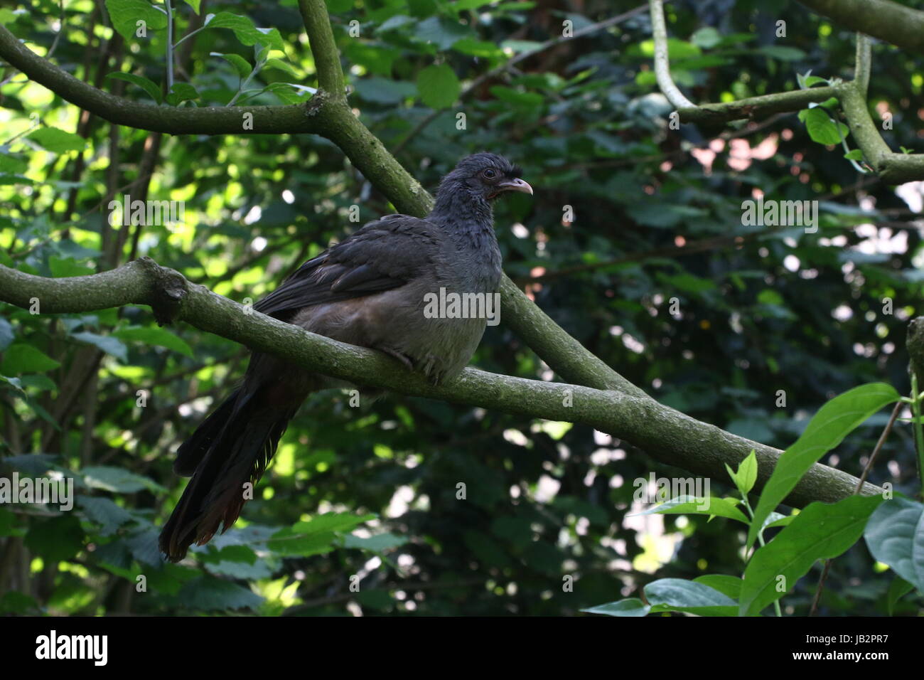 South American Chaco Chachalaca fowl (Ortalis canicollis) in a tree. Stock Photo