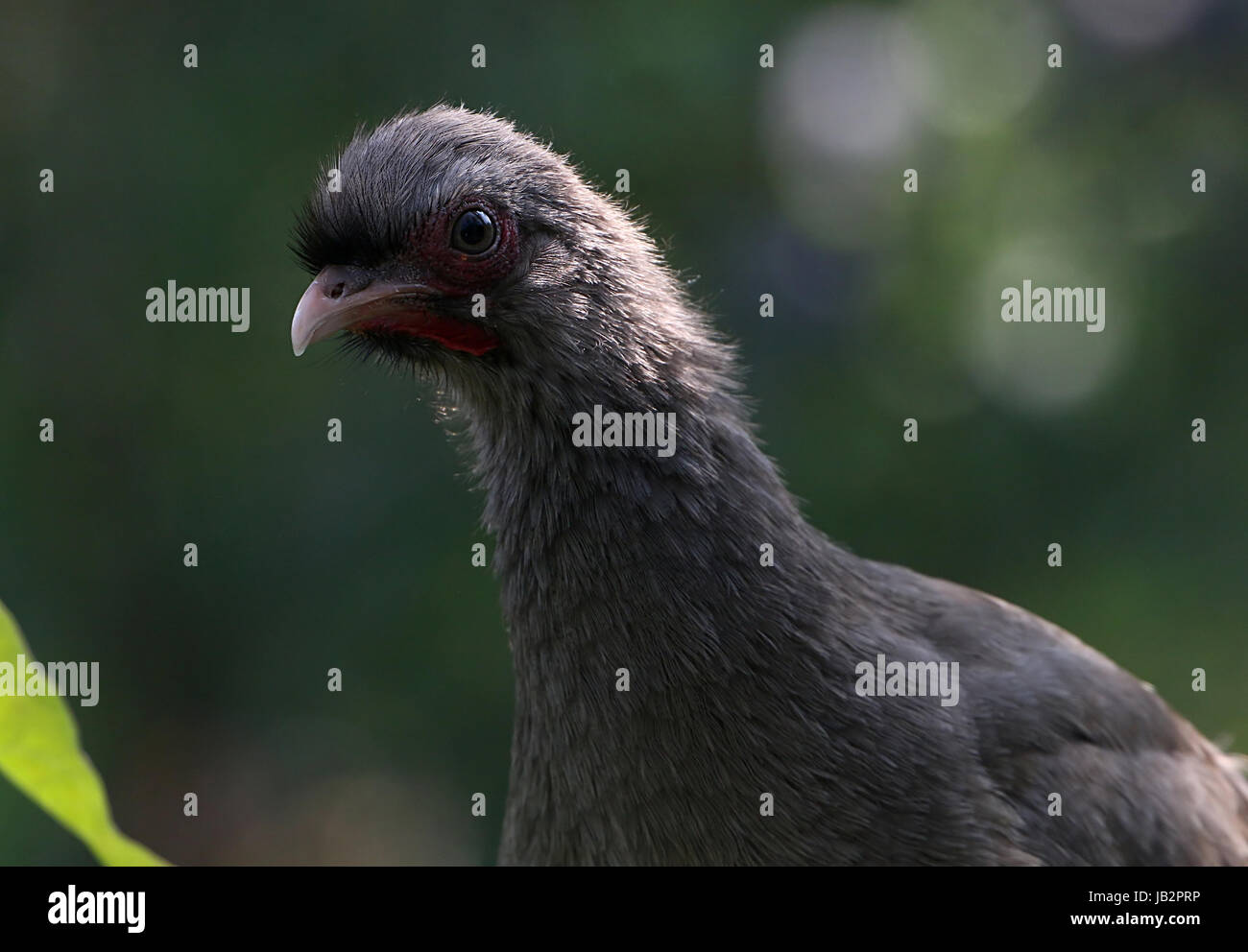 South American Chaco Chachalaca fowl (Ortalis canicollis) in extreme close-up. Stock Photo