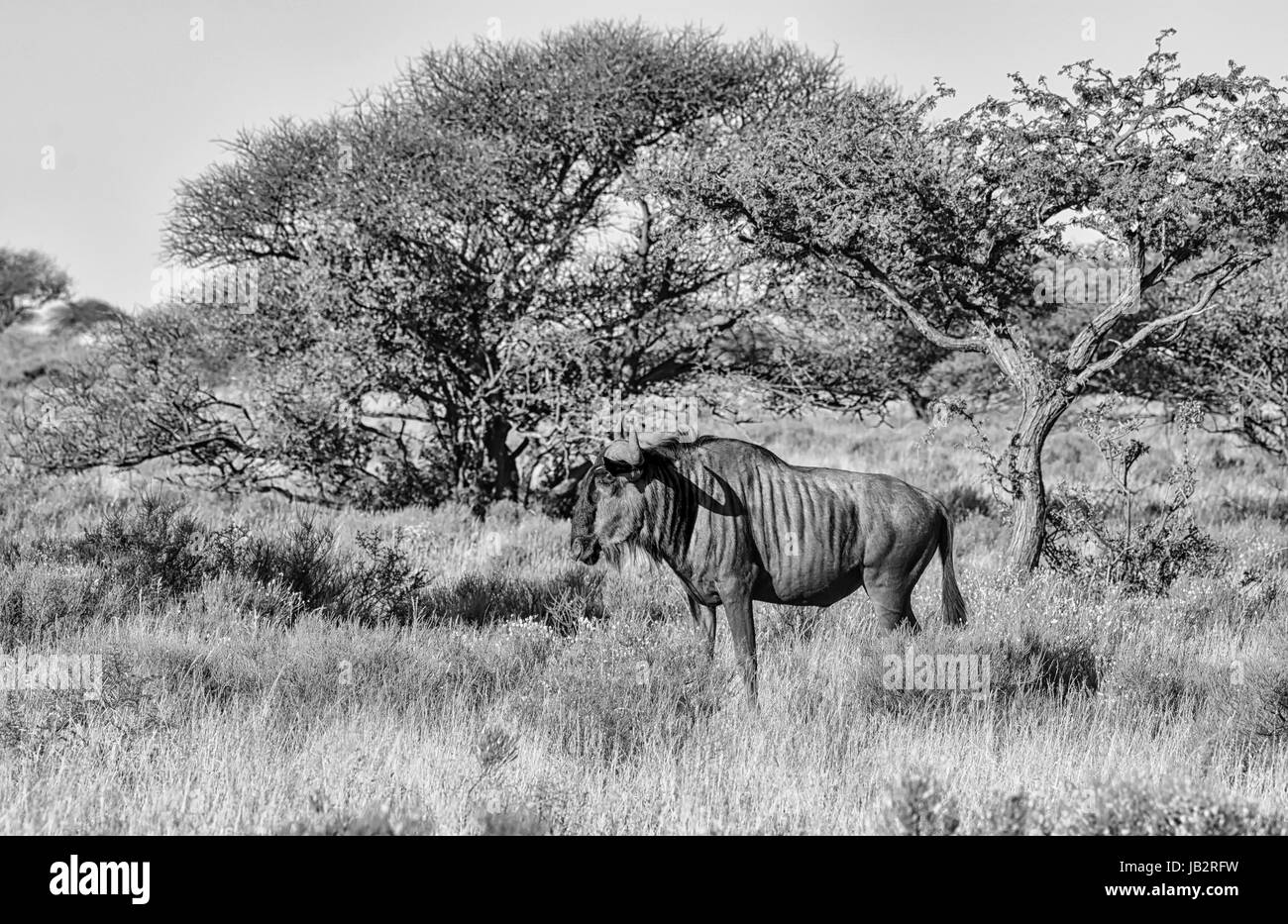 Wildebe Blue Wildebeest in Southern African savanna Stock Photo - Alamy