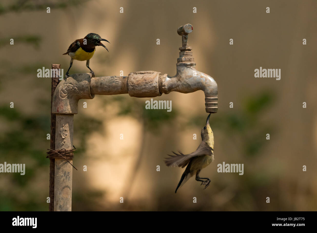 Sunbird watches another drink from outdoor tap Stock Photo