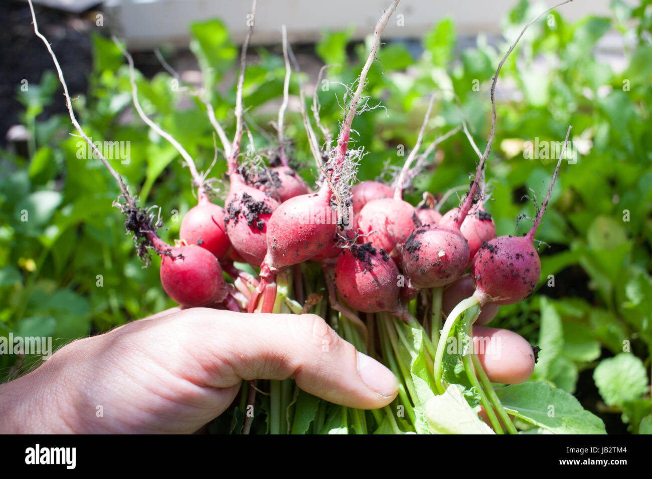 Radishes Ripe Ripe ripe radish fresh only picked from the garden in the garden in the ...