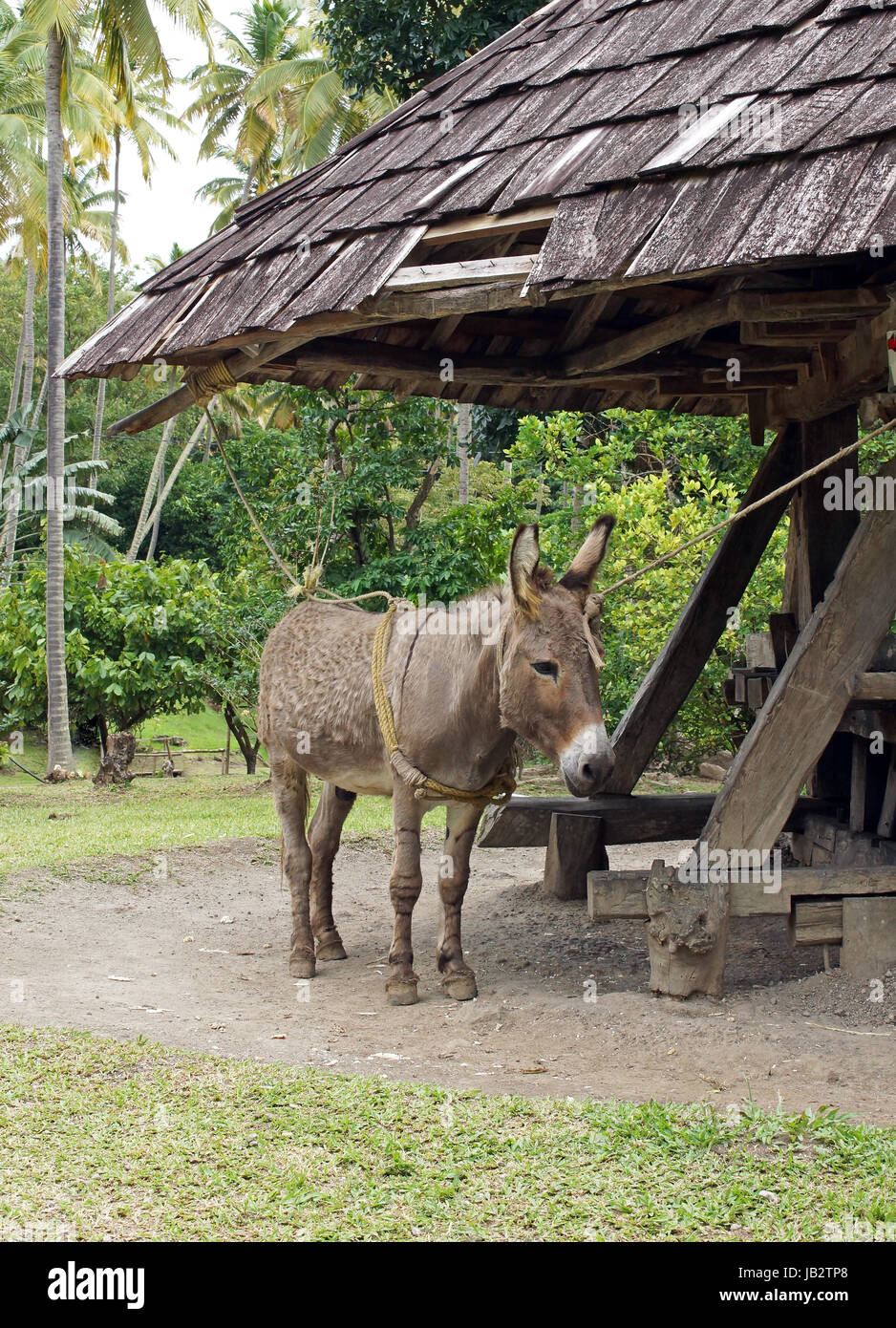 Donkey working on a historic cane mill, Saint Lucia, Caribbean Stock Photo