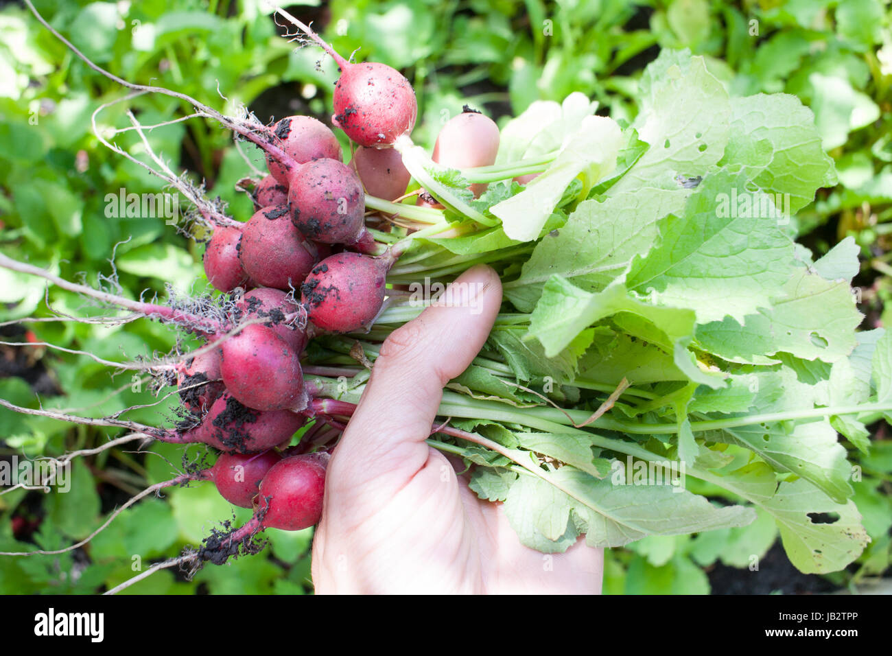 Radishes Ripe Ripe ripe radish fresh only picked from the garden in the garden in the ...