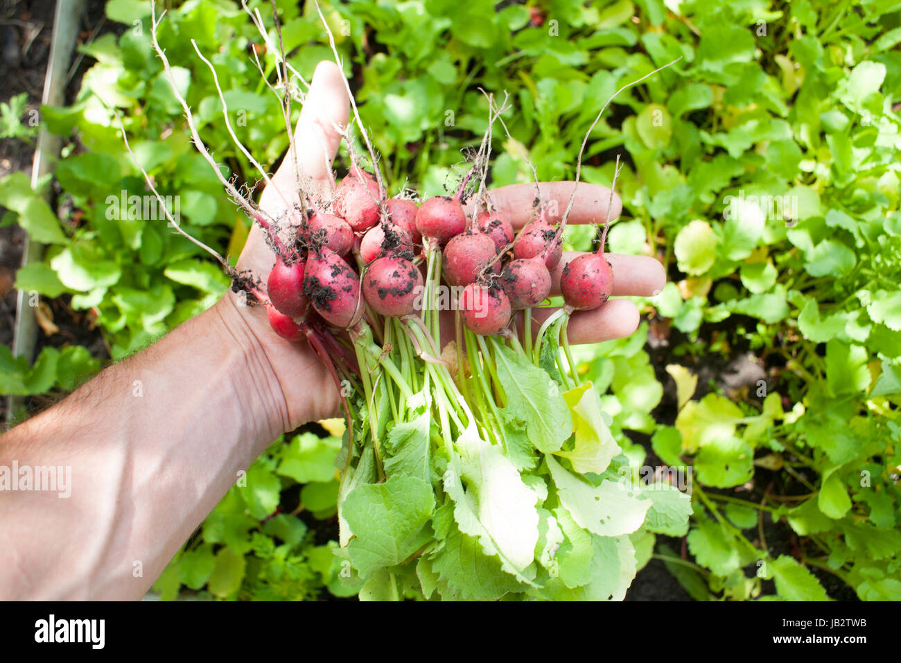 Radishes Ripe Ripe ripe radish fresh only picked from the garden in the garden in the ...