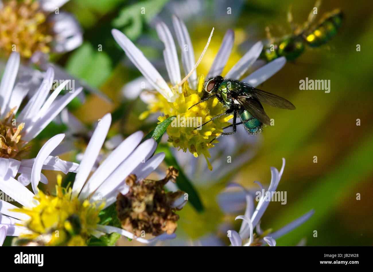 Metallic Green Sweat Bee on Yellow and White Flower Stock Photo
