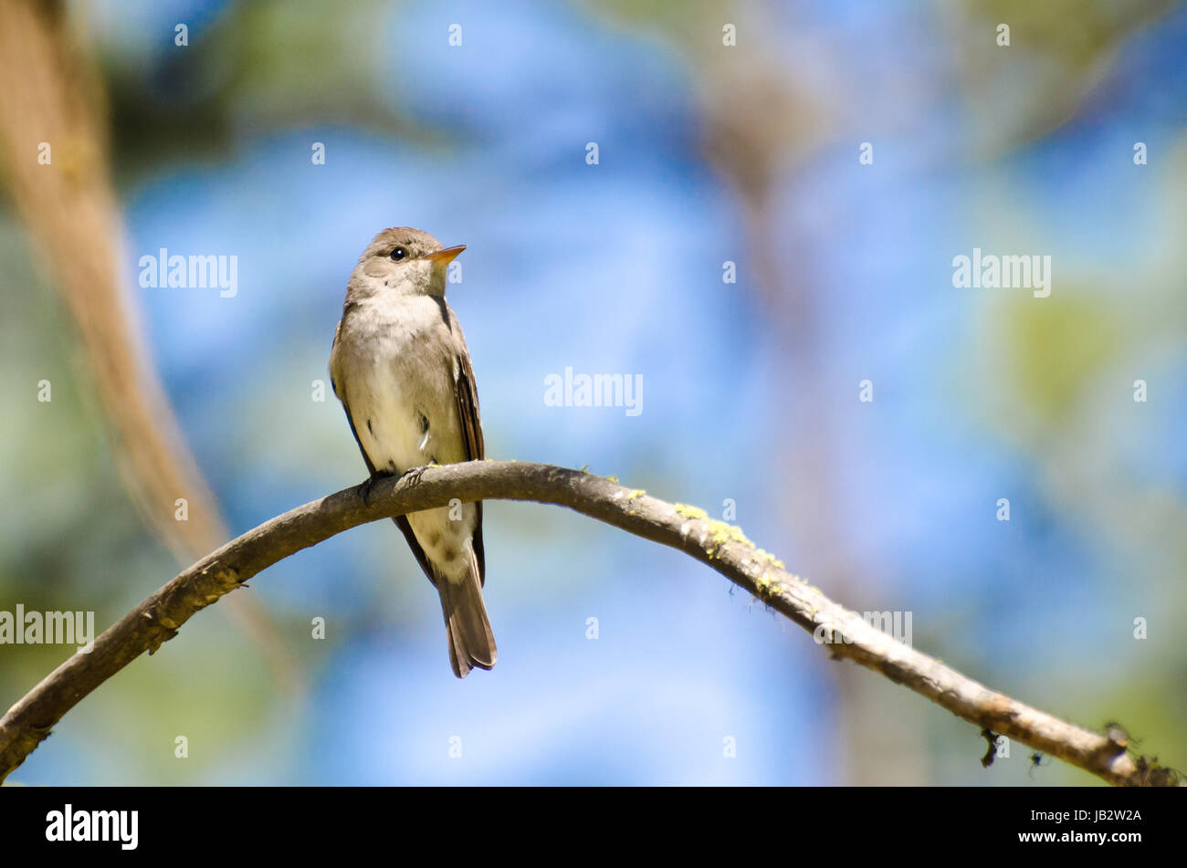 Western Wood-Pewee Perched in a Tree Stock Photo