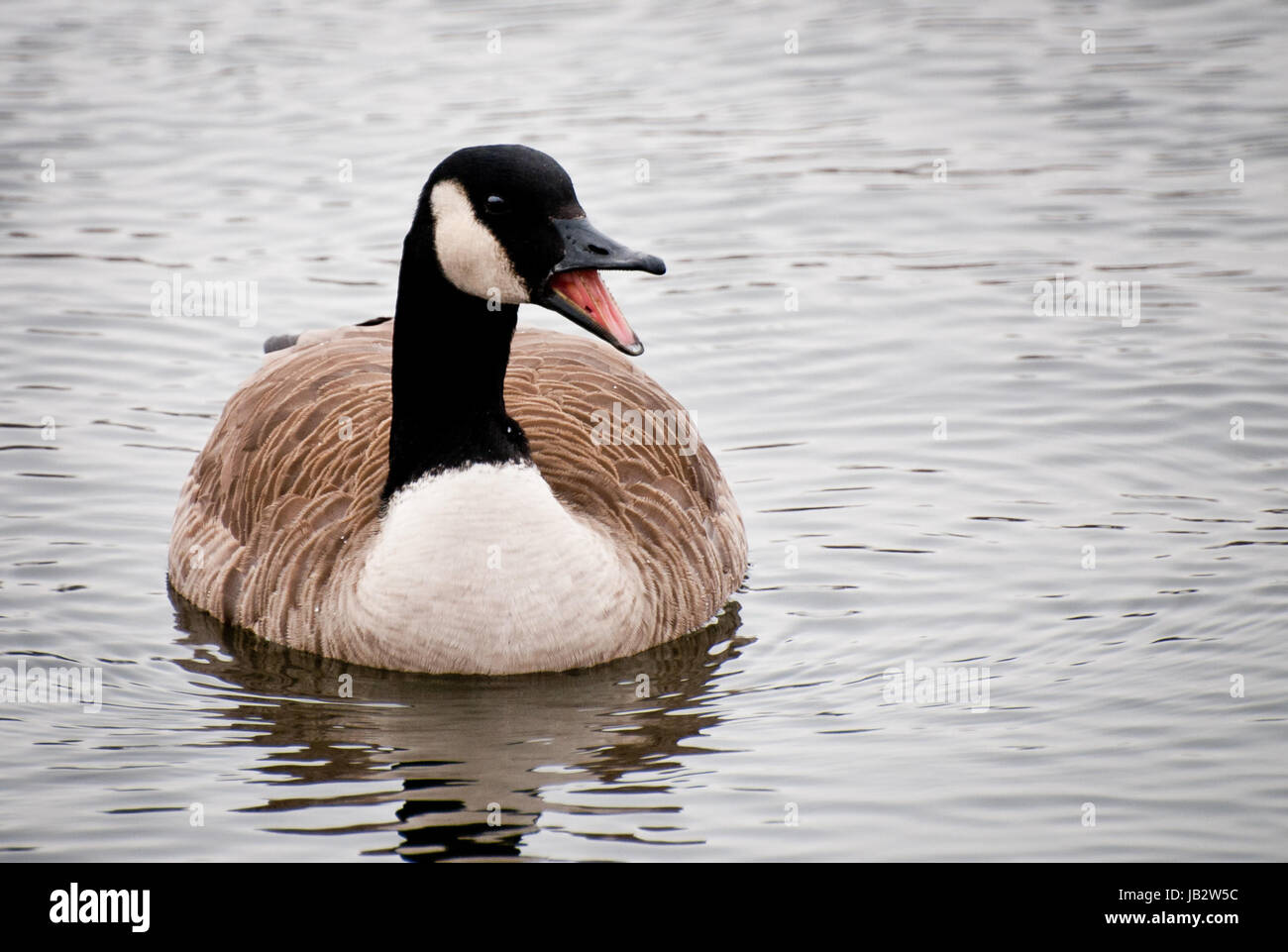 Canada goose tongue hires stock photography and images Alamy