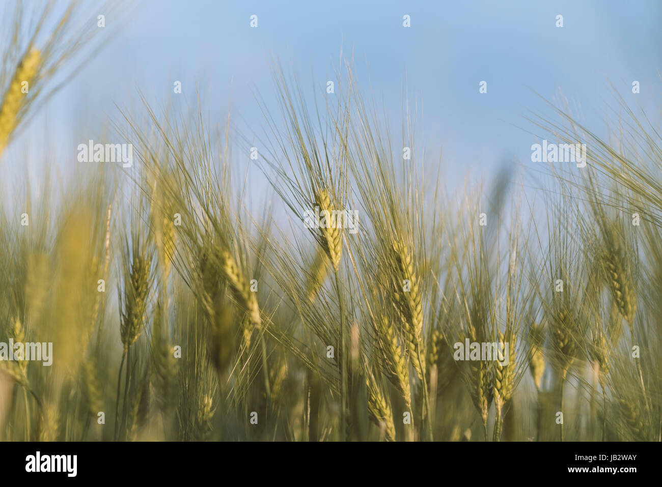Young golden ears of wheat with blue sky on background, Ukraine Stock ...