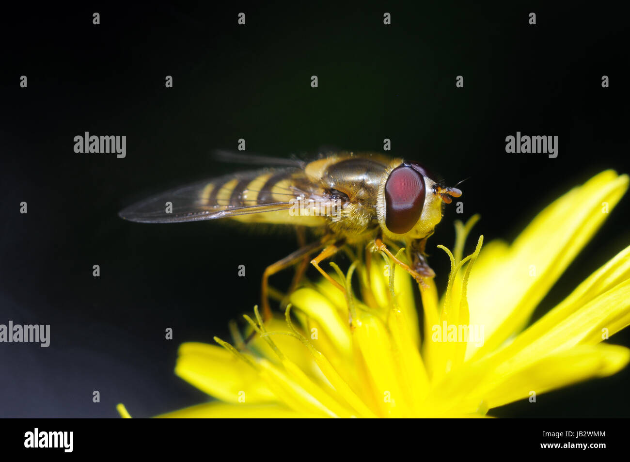 yellow fly looks like a sting on dark background Stock Photo Alamy