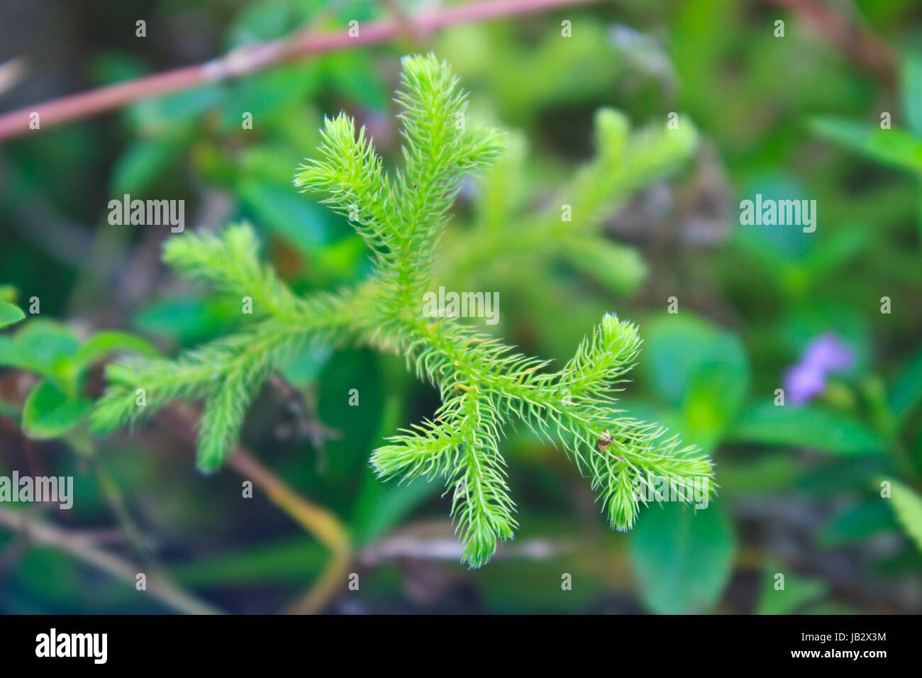 Lycopodium moss close-up (Lycopodium cernuum) in the forest Stock Photo