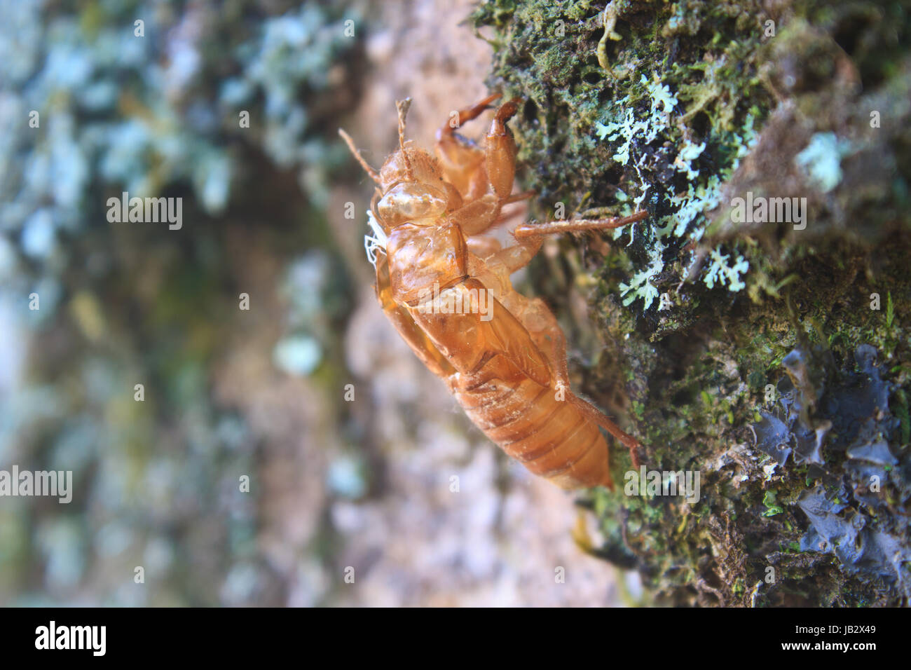 cicada shell which leave on the tree Stock Photo