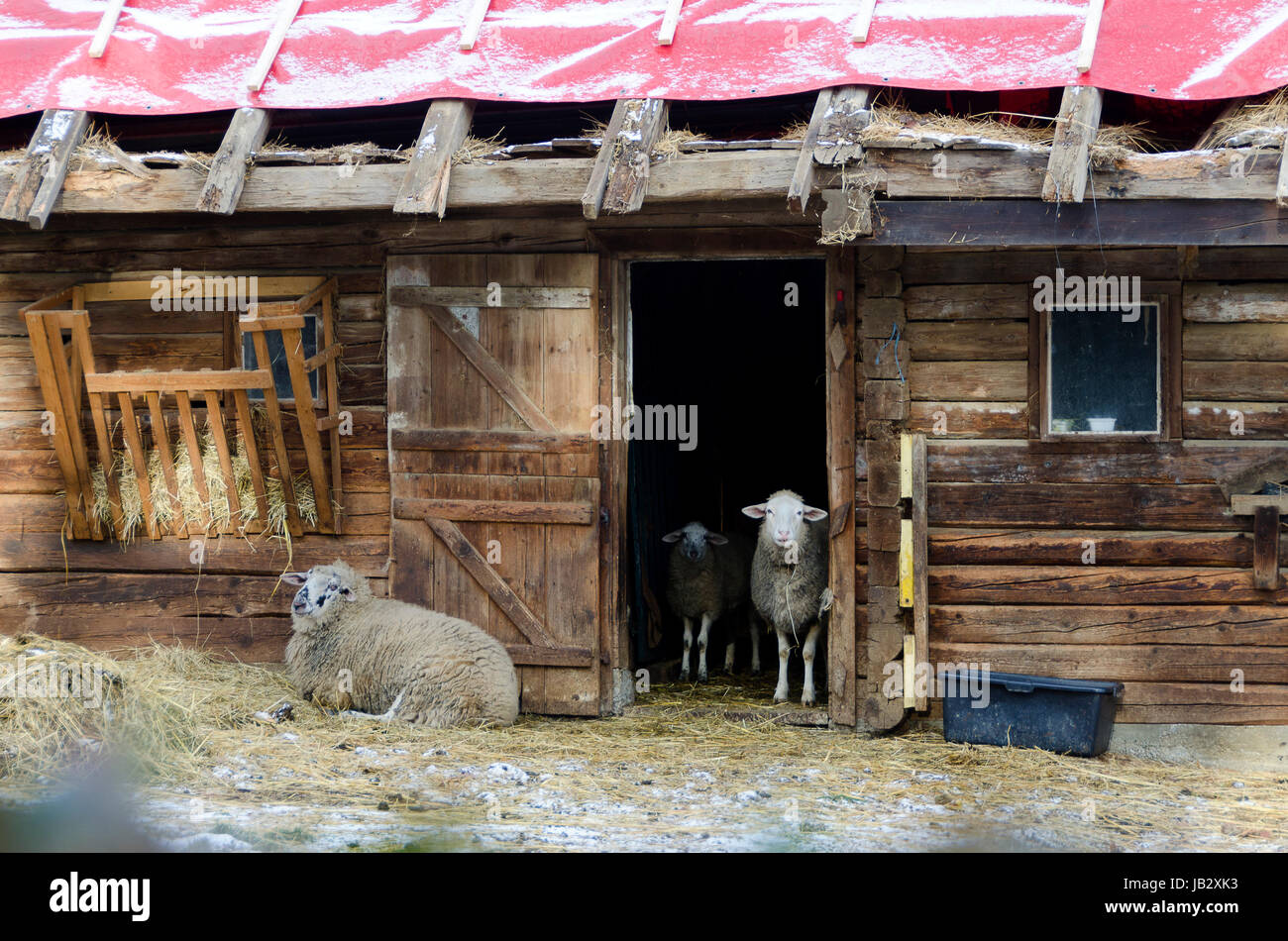 Hölzener Stall mit offener Türe und Schafen; wooden stable with open door and sheeps Stock Photo