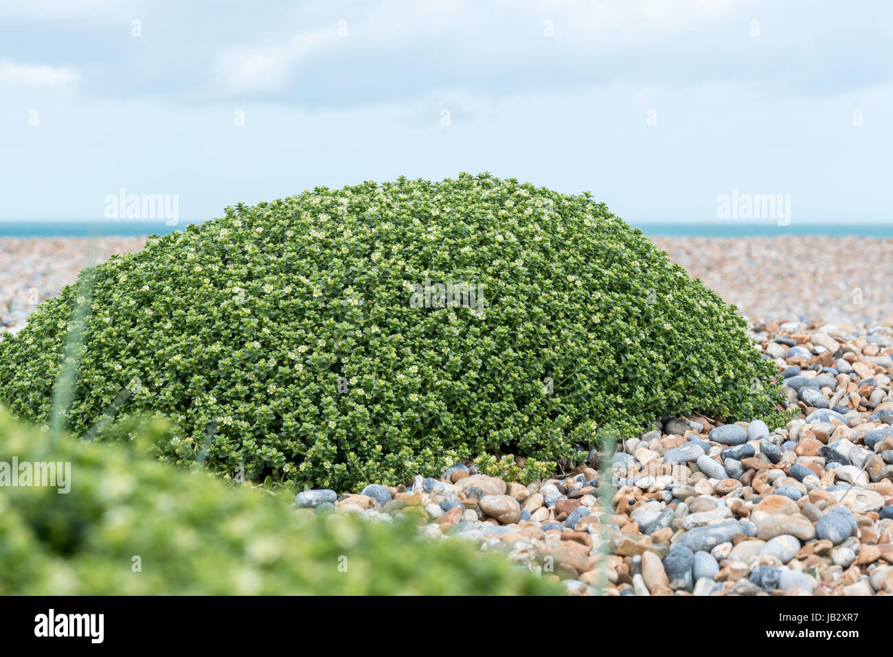 Clump of Sea Sandwort (Honkenya peploides) Stock Photo