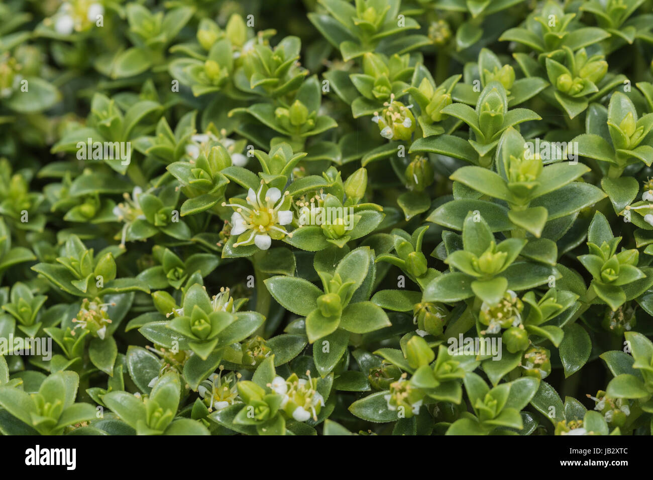 Flower of Sea Sandwort (Honkenya peploides) Stock Photo