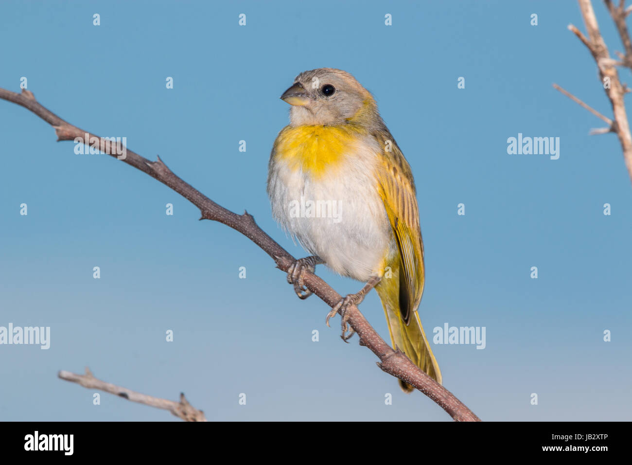 Juvenile of the saffron finch (Sicalis flaveola) in, Ibagué, Colombia Stock Photo