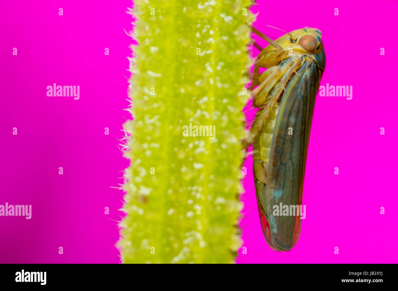 Leafhopper  (Cicadellidae) , Tolima, Colombia. Stock Photo