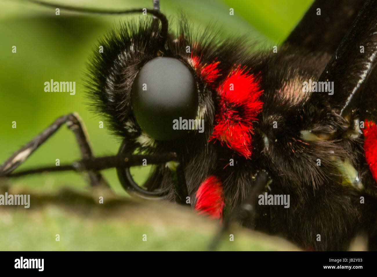 Mouth detail of Swallowtail butterfly (Pandes) Stock Photo