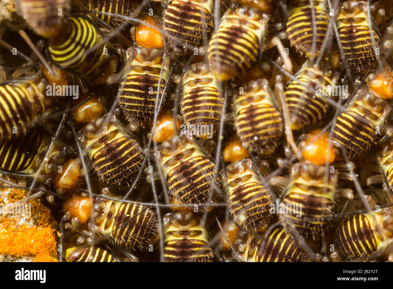 A herd of lichenfeeding bark lice graze their way across a tree trunk