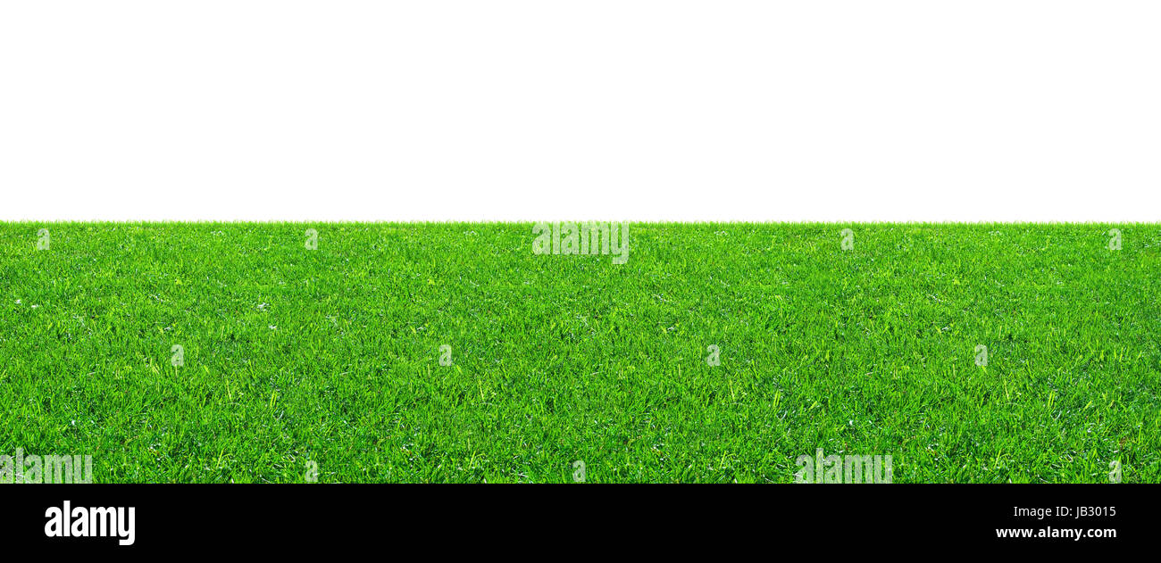 Fresh green grass on isolated white background Stock Photo - Alamy