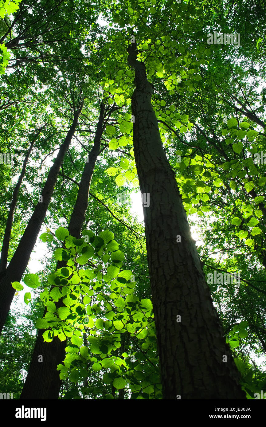 Sunny summer day in green forest with high trees Stock Photo - Alamy