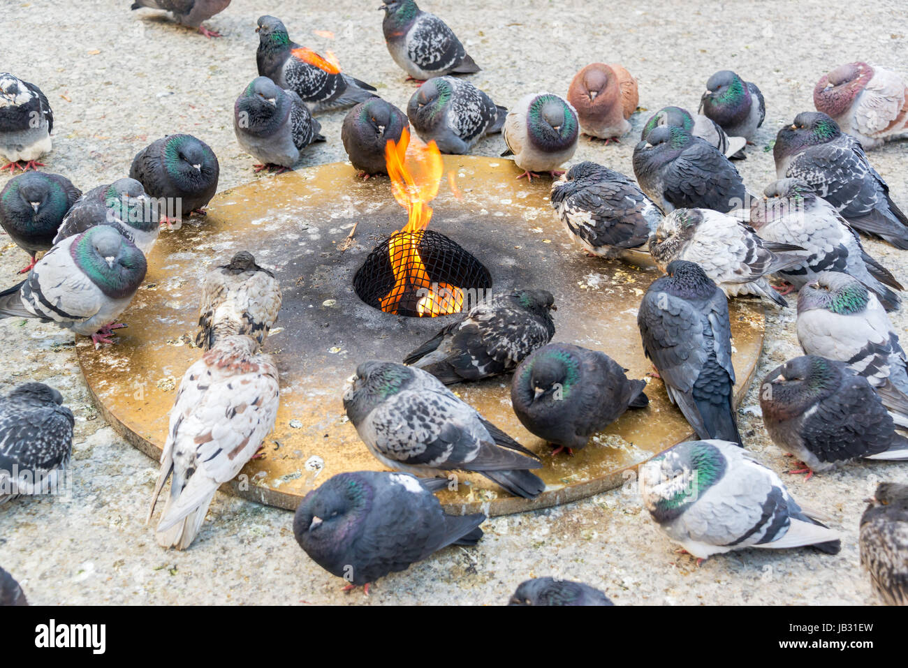 Pigeons trying to keep warm by an eternal flame in a harsh Chicago