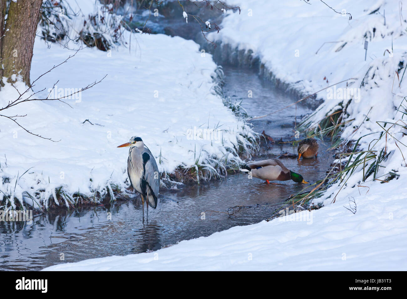 Graureiher und Enten in Winterlandschaft Stock Photo
