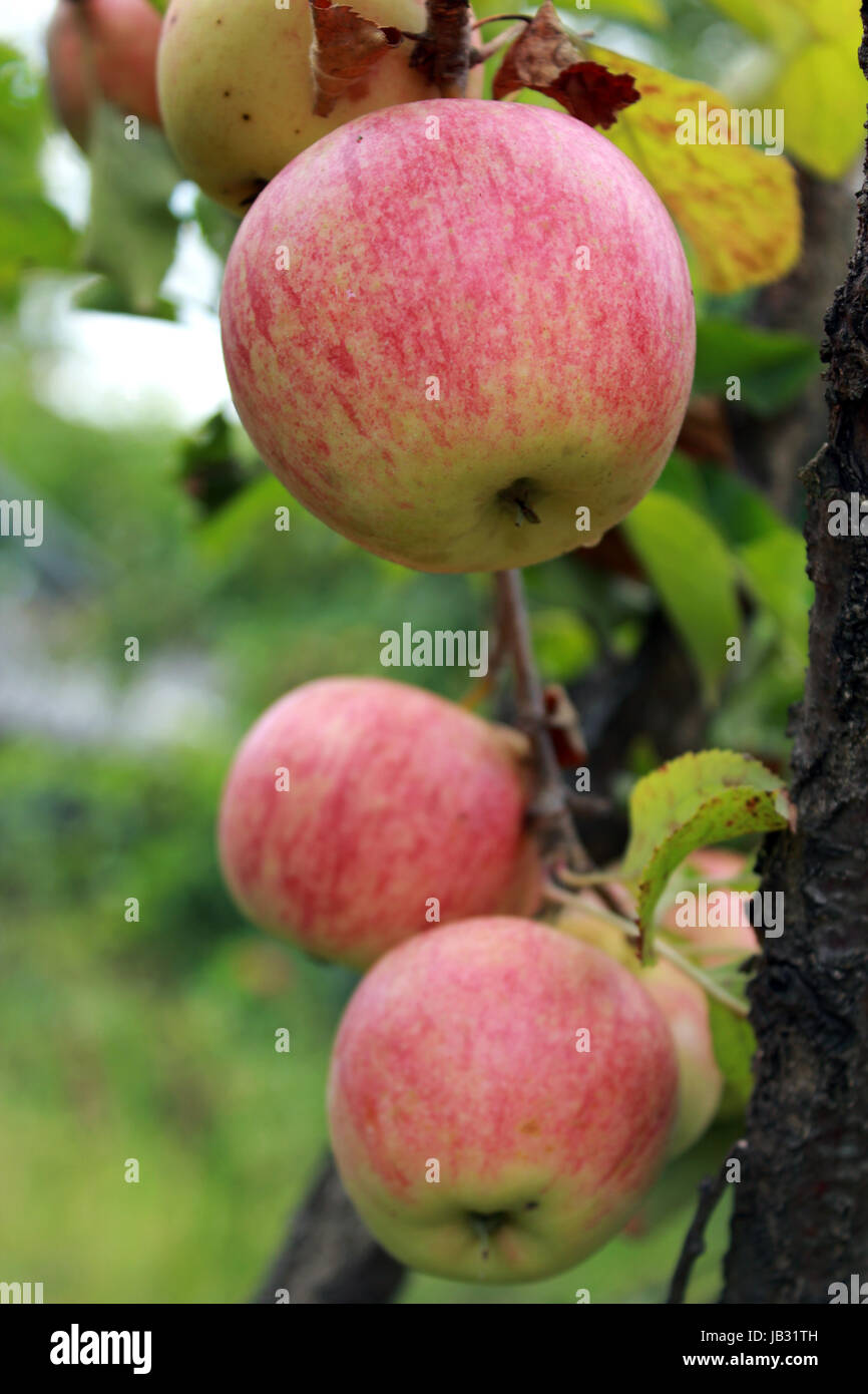 very tasty and ripe apples hanging on the tree Stock Photo - Alamy
