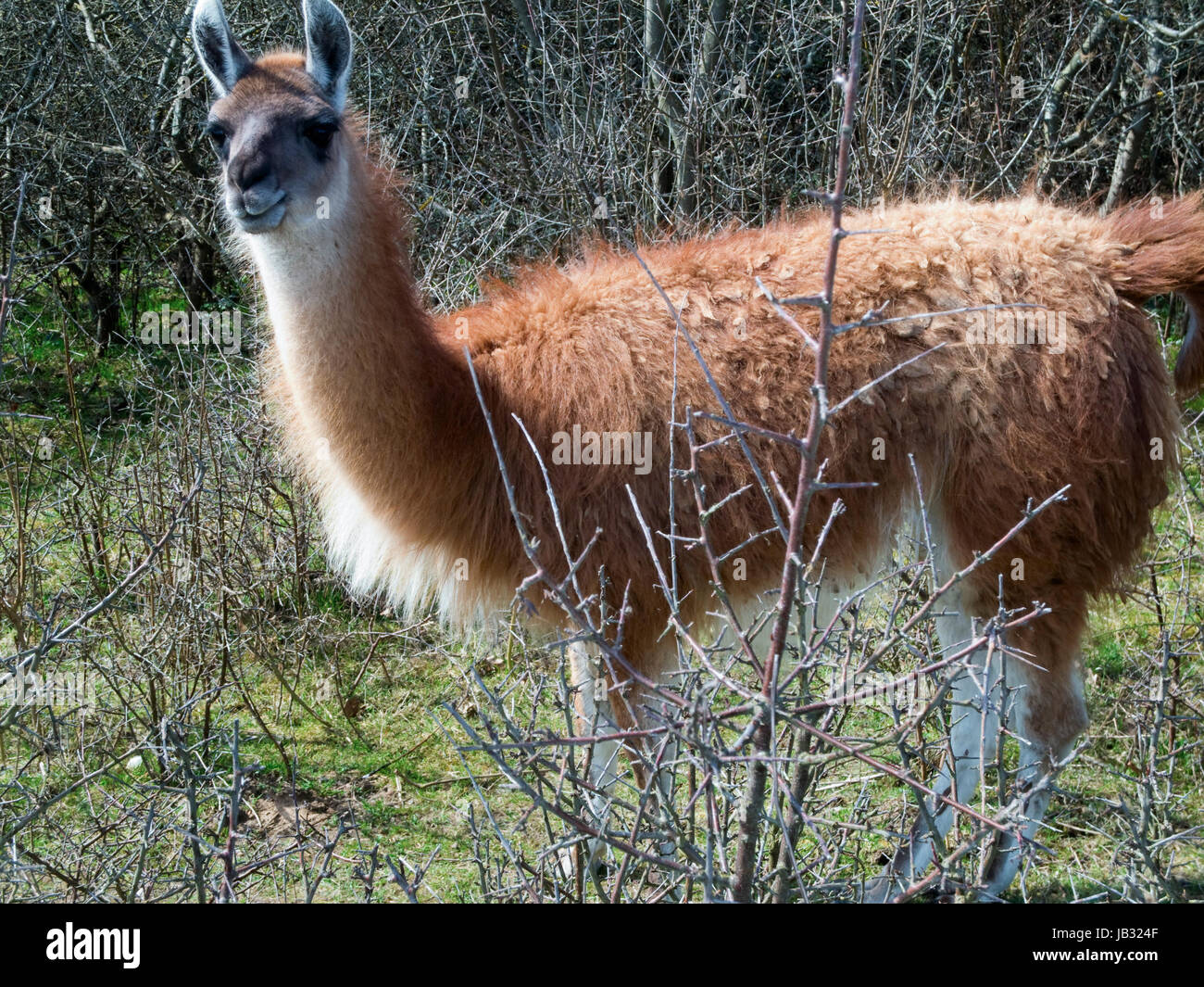 Kamel kamelart hi-res stock photography and images - Alamy