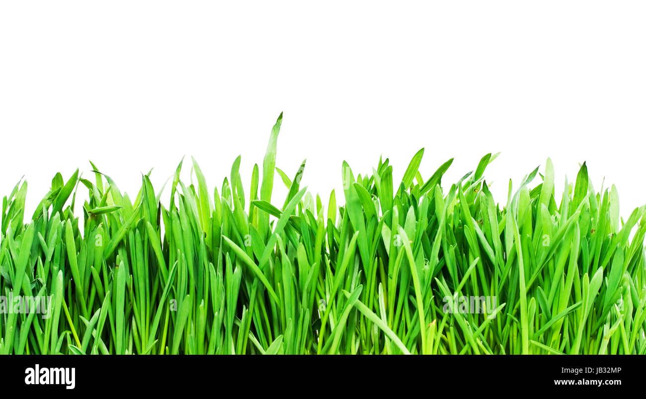 Fresh green grass on white background Stock Photo - Alamy