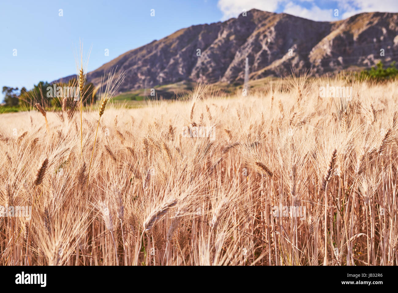 Wheat field with mountains in the background Stock Photo - Alamy