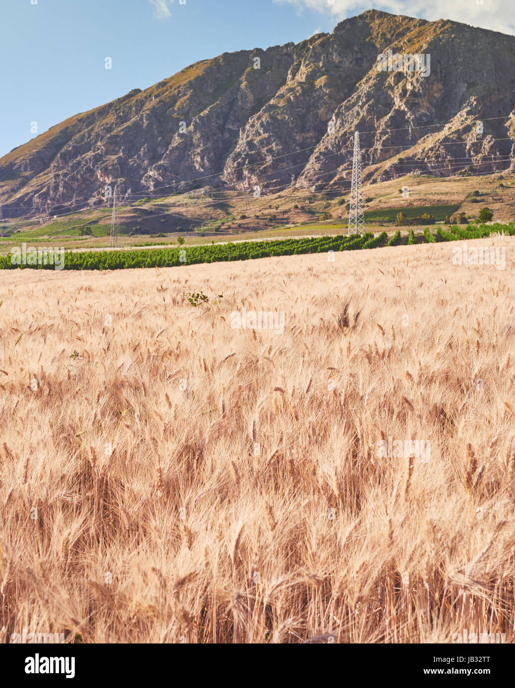 Wheat field with mountains in the background Stock Photo - Alamy