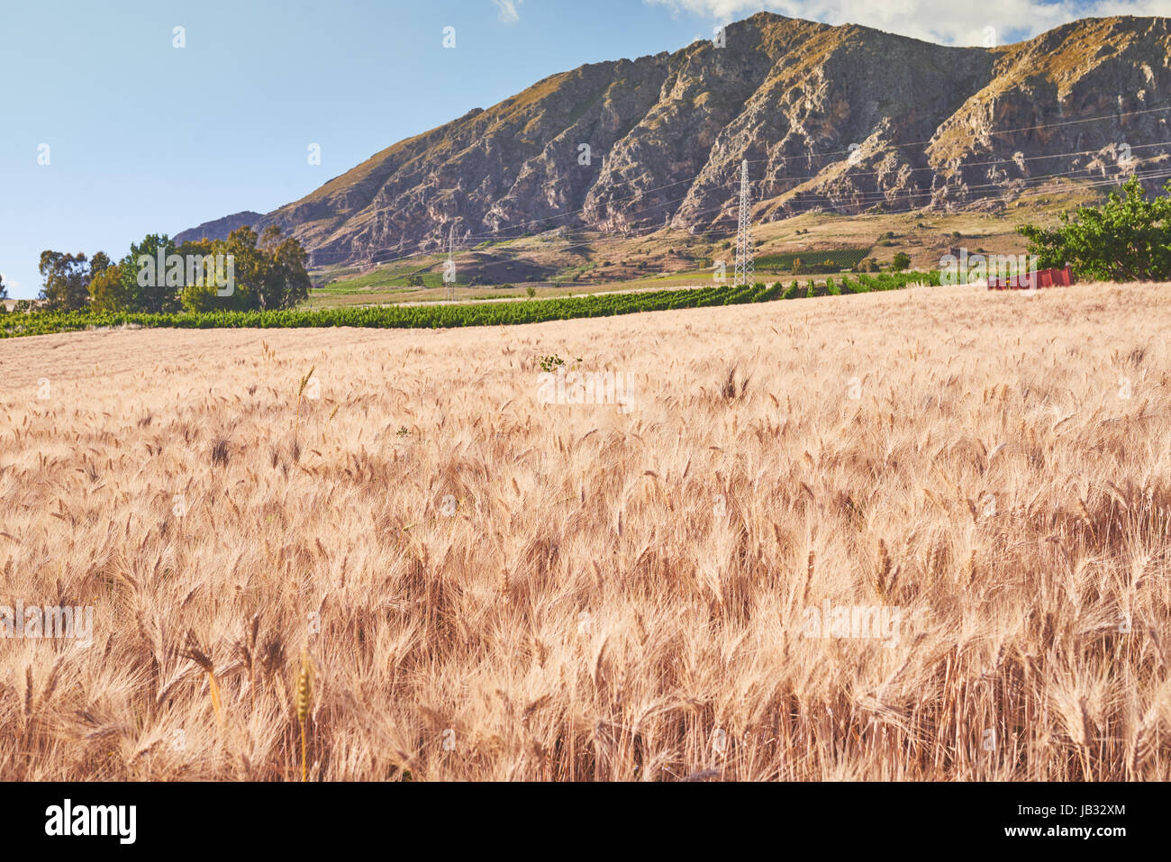 Wheat field with mountains in the background Stock Photo - Alamy
