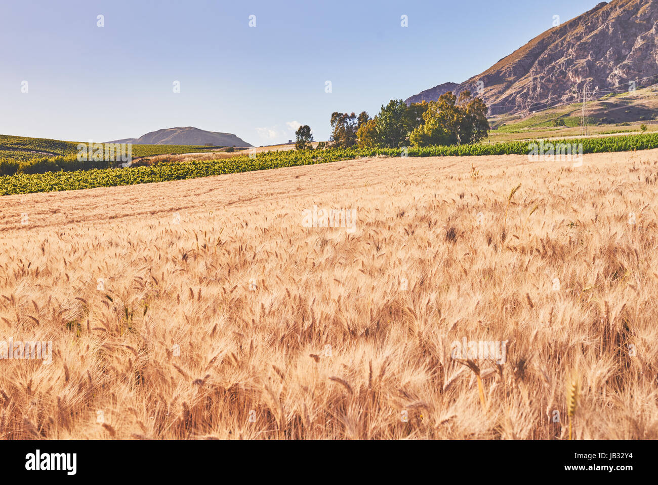 Wheat field with mountains in the background Stock Photo - Alamy