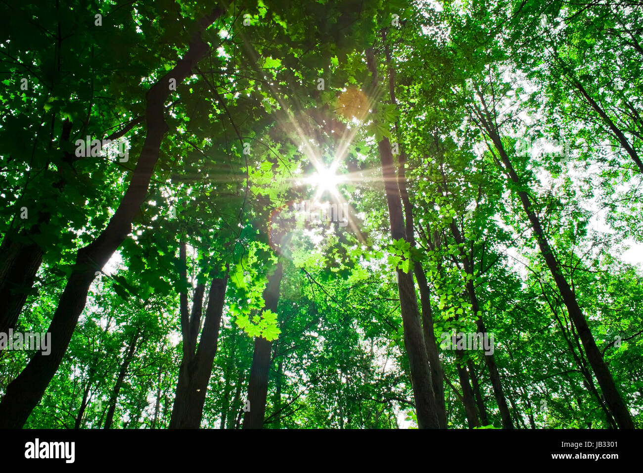 sunrays in the green forest, Moscow region Stock Photo - Alamy