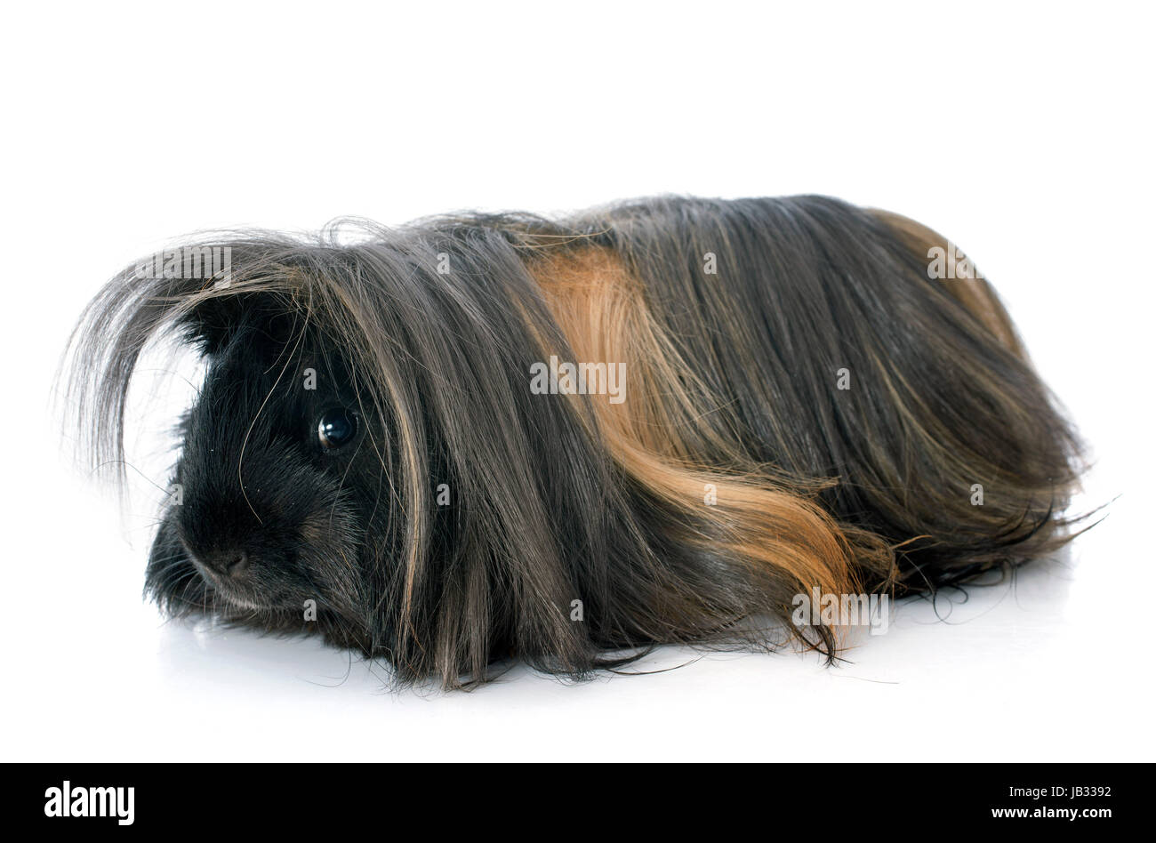 Long haired hotsell black guinea pig