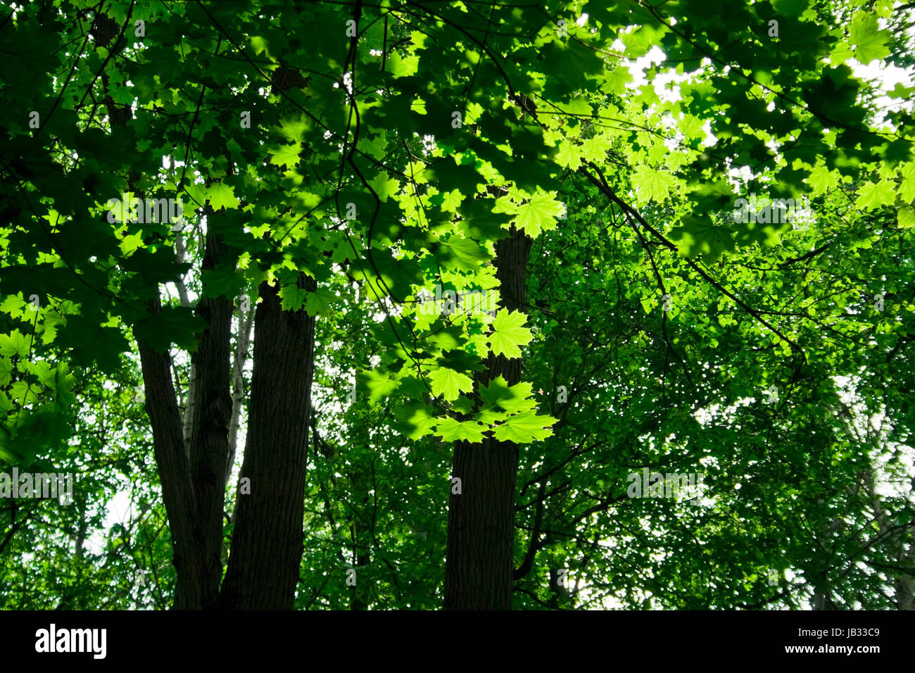 A sunny day in the forest with maple trees Stock Photo - Alamy