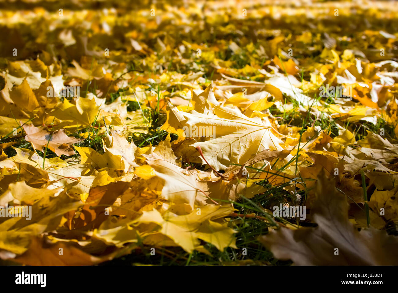Yellow fallen leaves. It can be used as background Stock Photo - Alamy