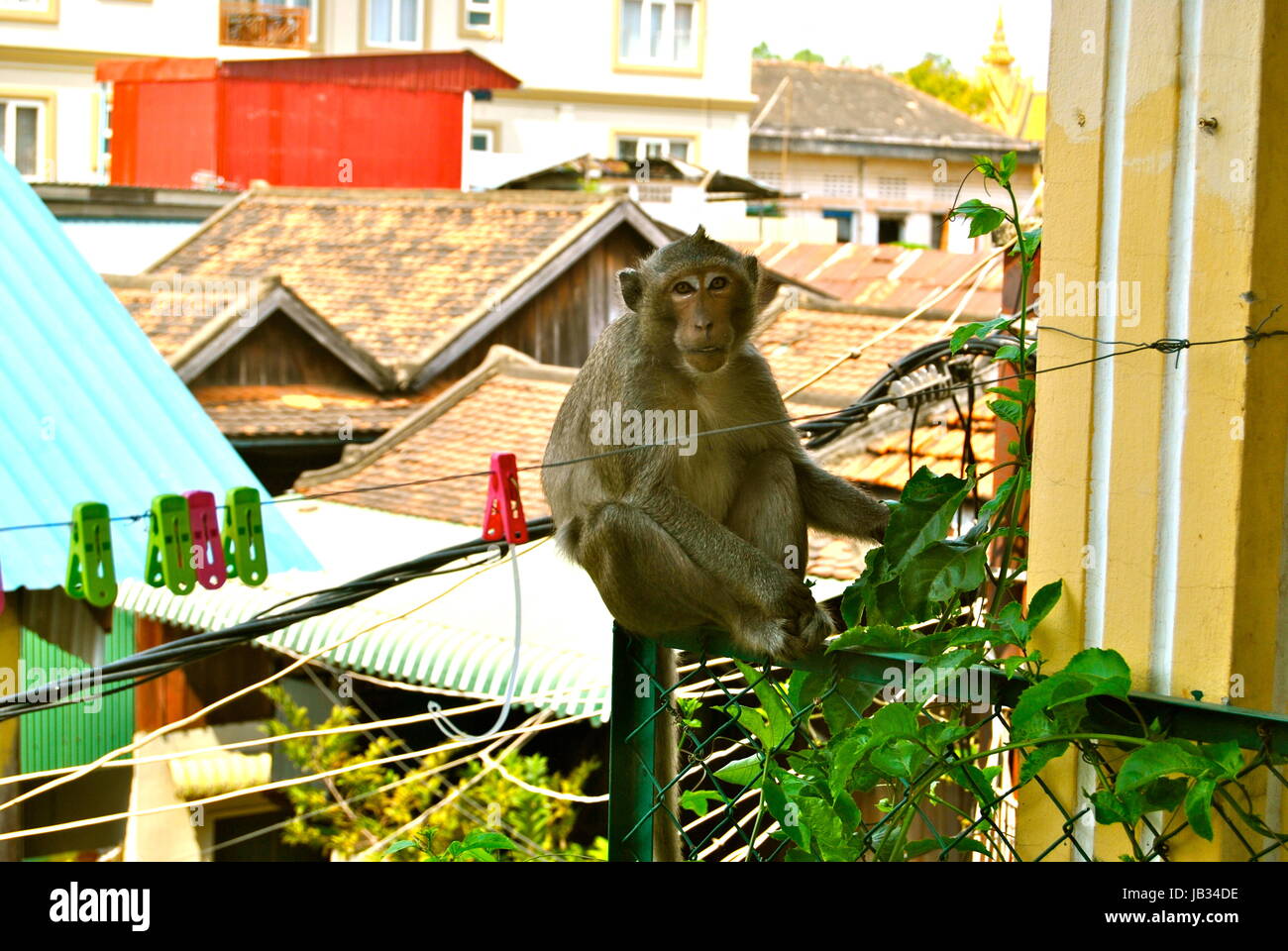 Urban macaque sitting on a balcony, Phnom Penh, Cambodia Stock Photo