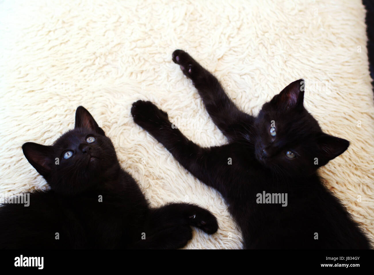 Two black cats kittens kitten basking on a deck chair on the deck in