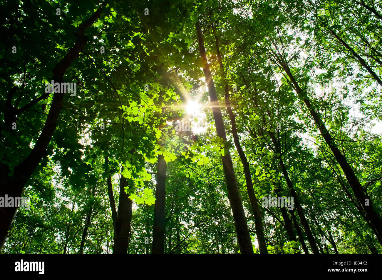 A sunny day in green forest with high trees Stock Photo - Alamy