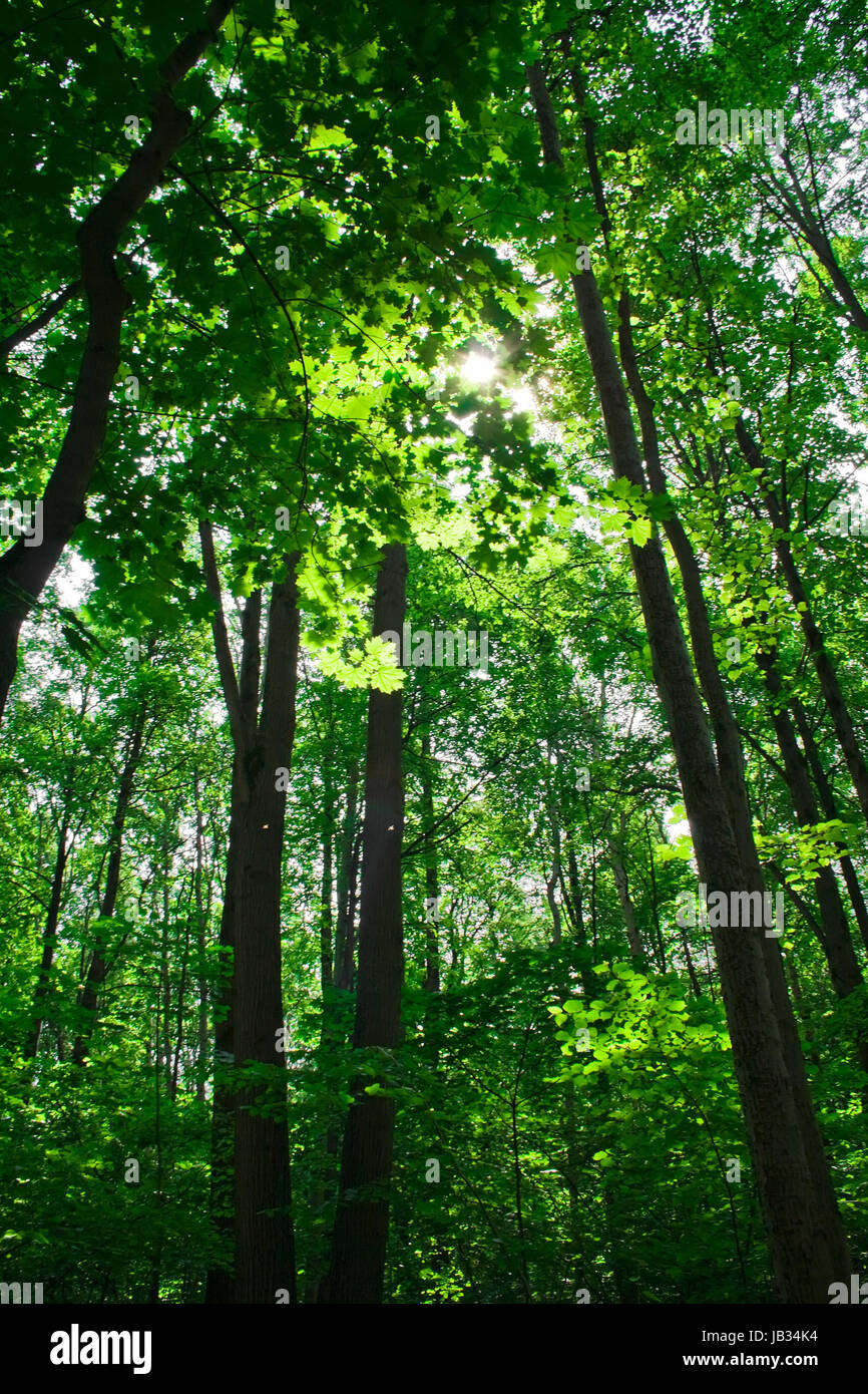 A summer day in green forest with high trees Stock Photo - Alamy