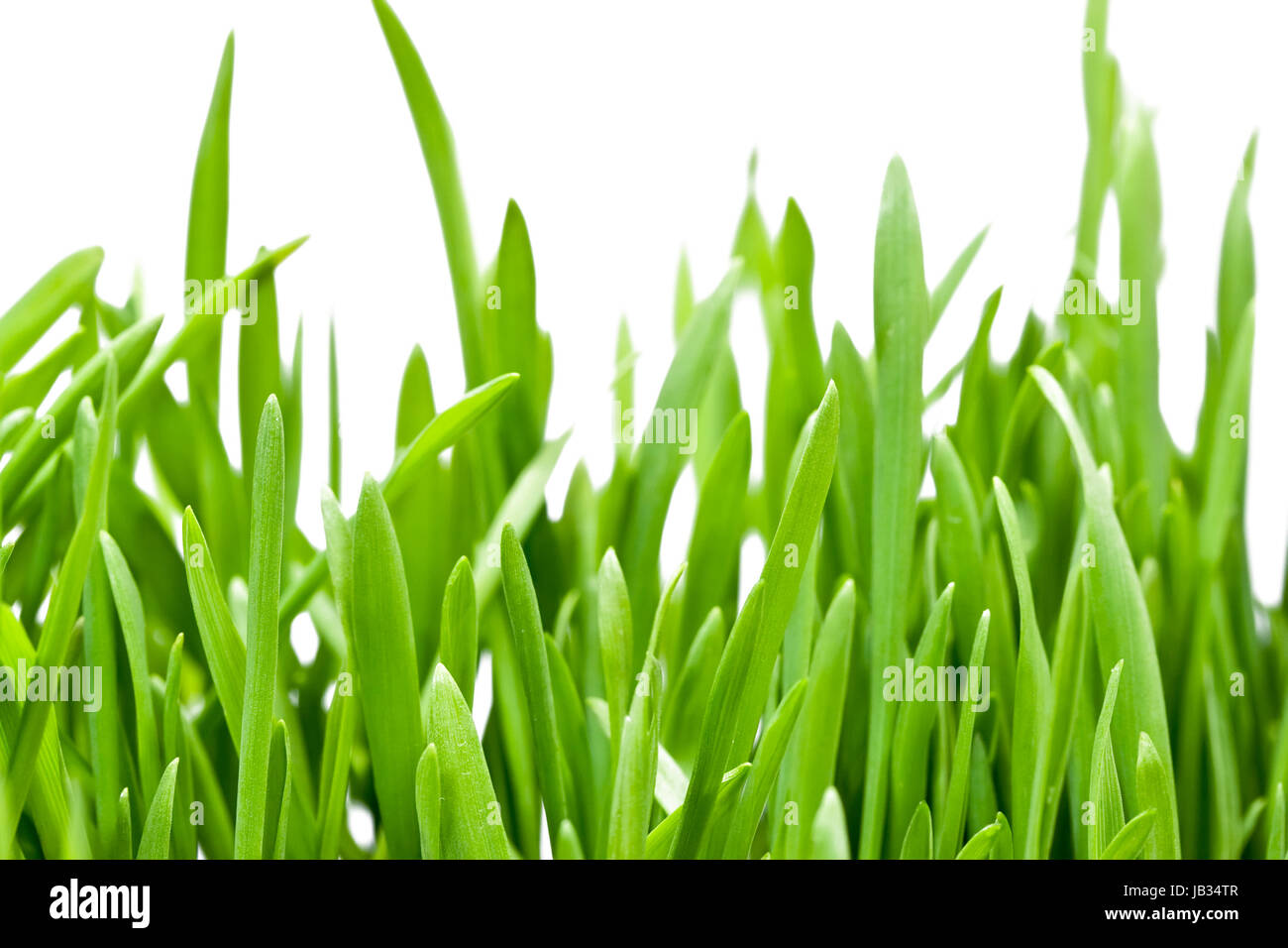 Green grass isolated on white background Stock Photo - Alamy