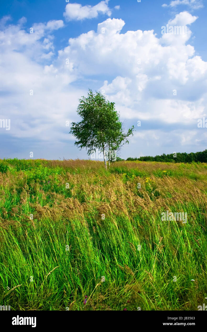 Lonely tree in the green field under blue sky, Russia Stock Photo - Alamy