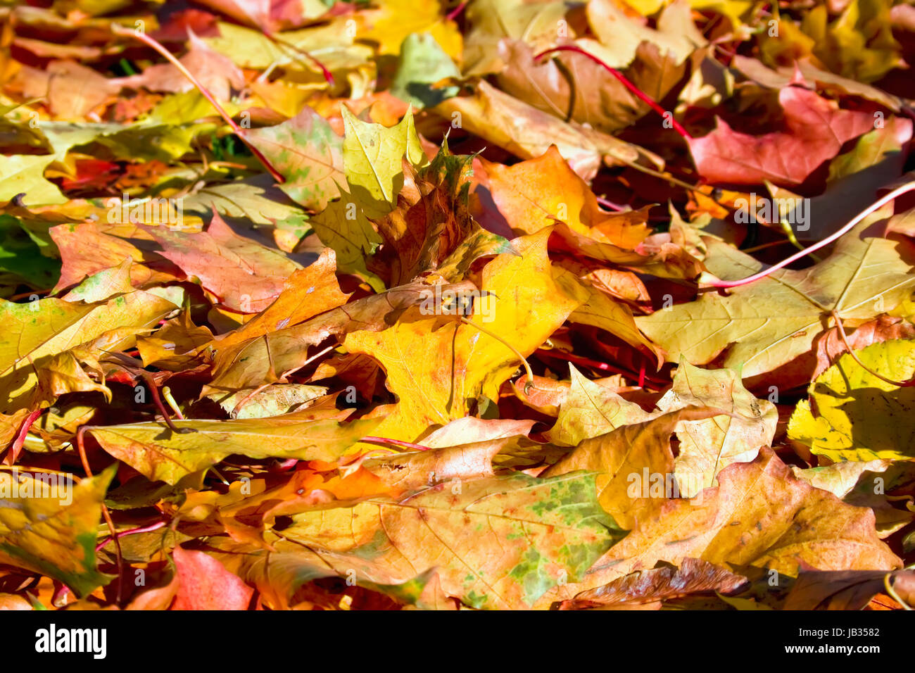 Carpet leaves can used hi-res stock photography and images - Alamy