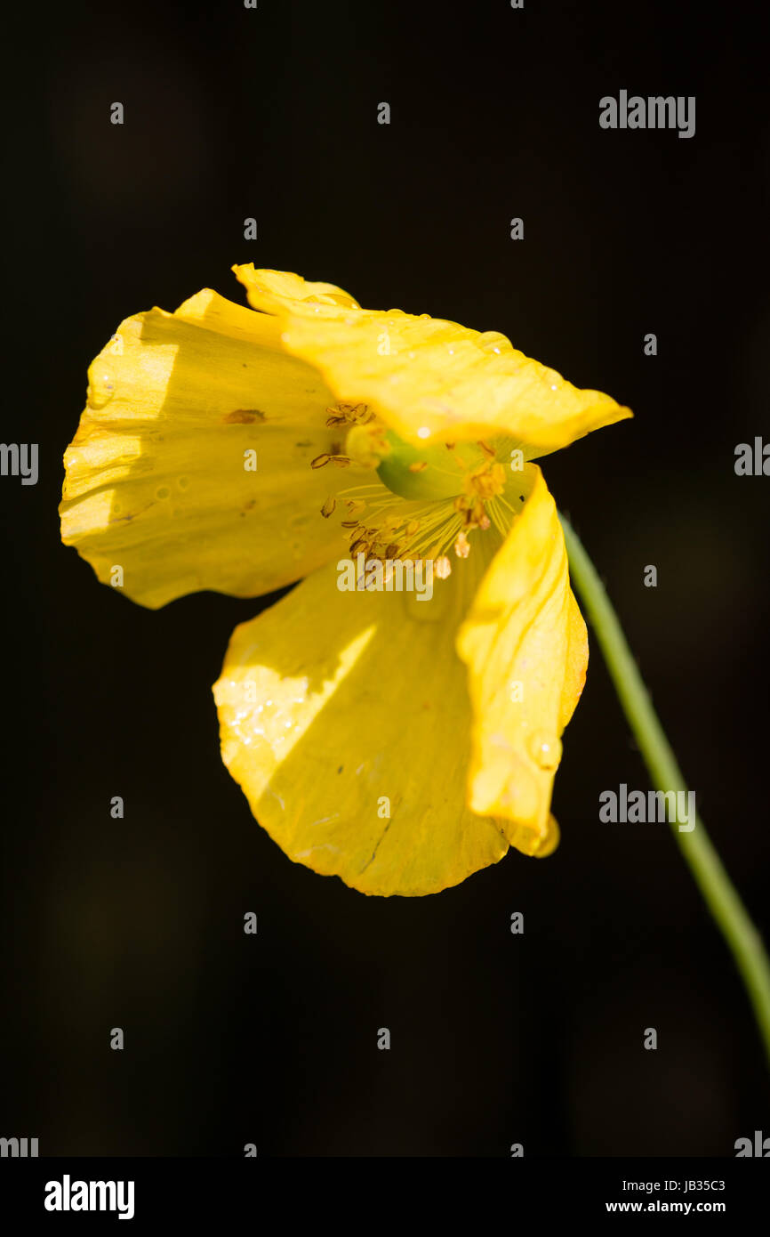 Yellow flower in the garden Stock Photo Alamy