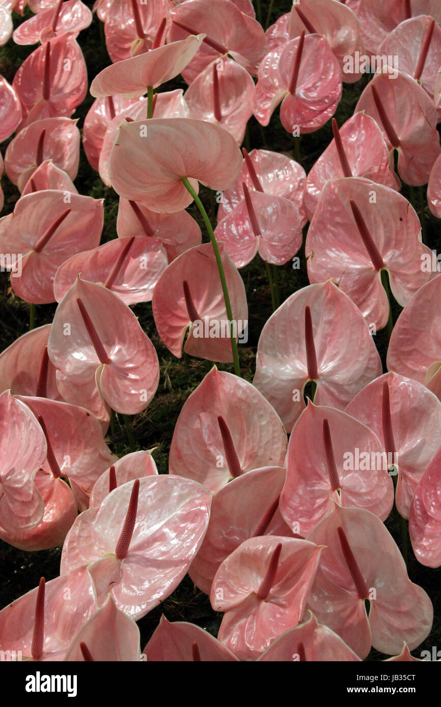 indoor plant bleed Stock Photo Alamy