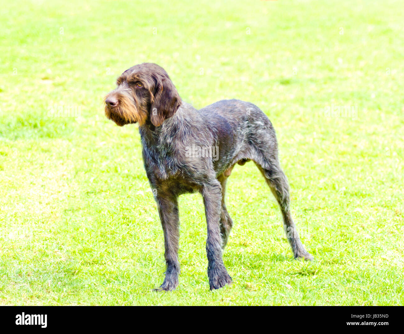A young beautiful liver black and white ticked German Wirehaired Pointer dog standing on the lawn. The Drahthaar has a distinctive eyebrows beard and whiskers and straight harsh wiry coat Stock Photo