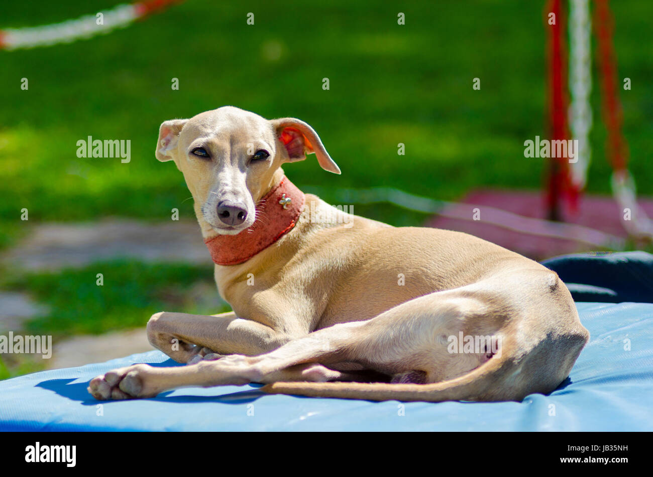 A small fawn brown italian Greyhound dog lying down. Grey hounds are